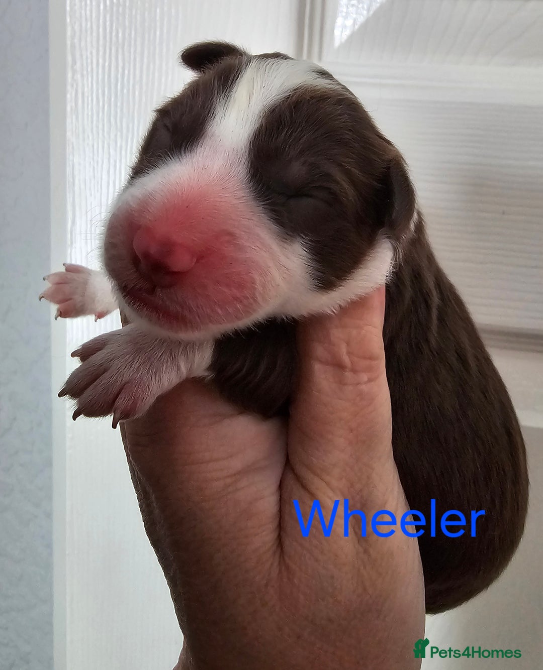 Border Collie dogs for sale: Border collie puppies  - Image 5