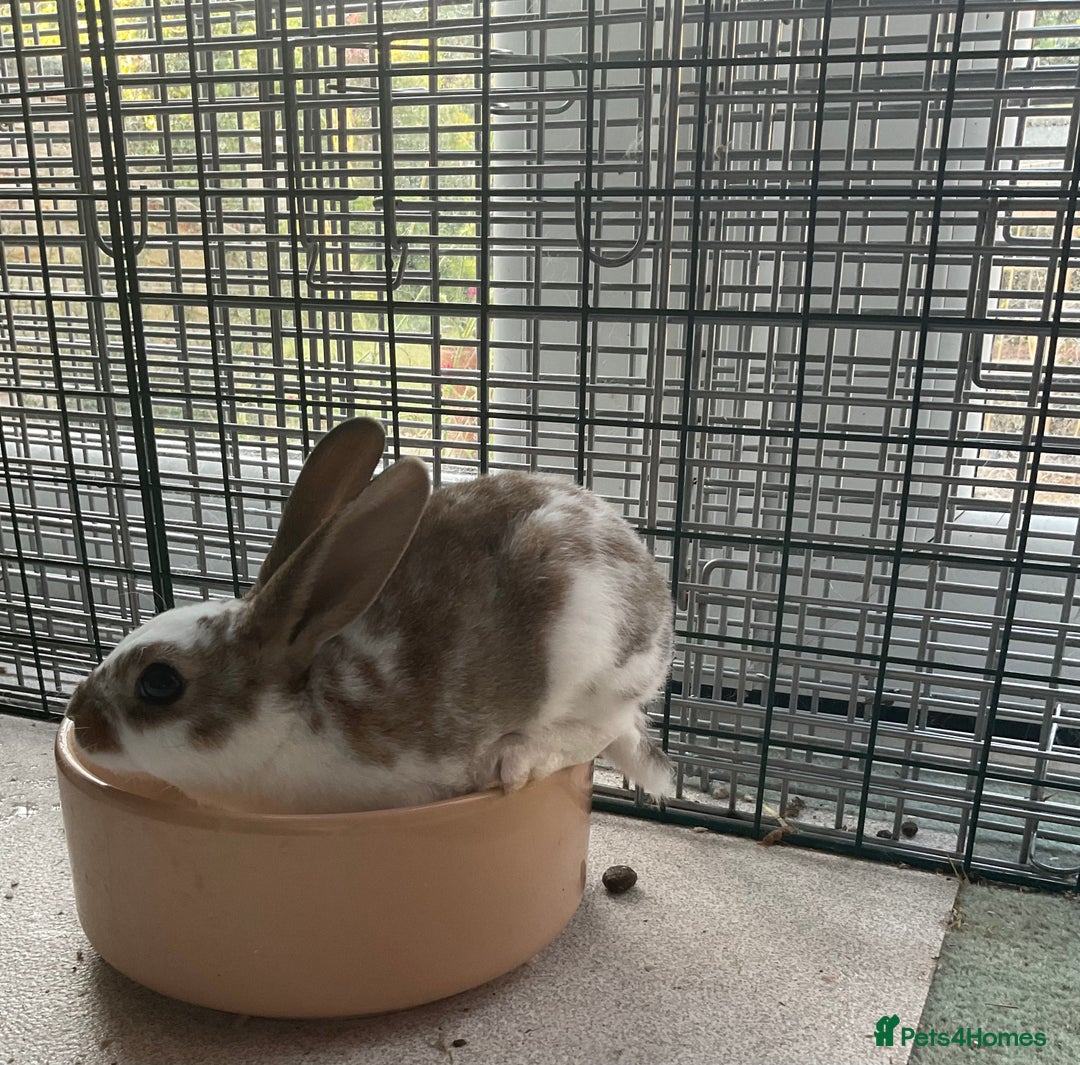 Rex rabbits for sale: Friendly velvety rex rabbits for sale - Image 25