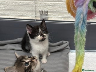 LaPerm cats Long Coat Laperm kittens - Advert 6