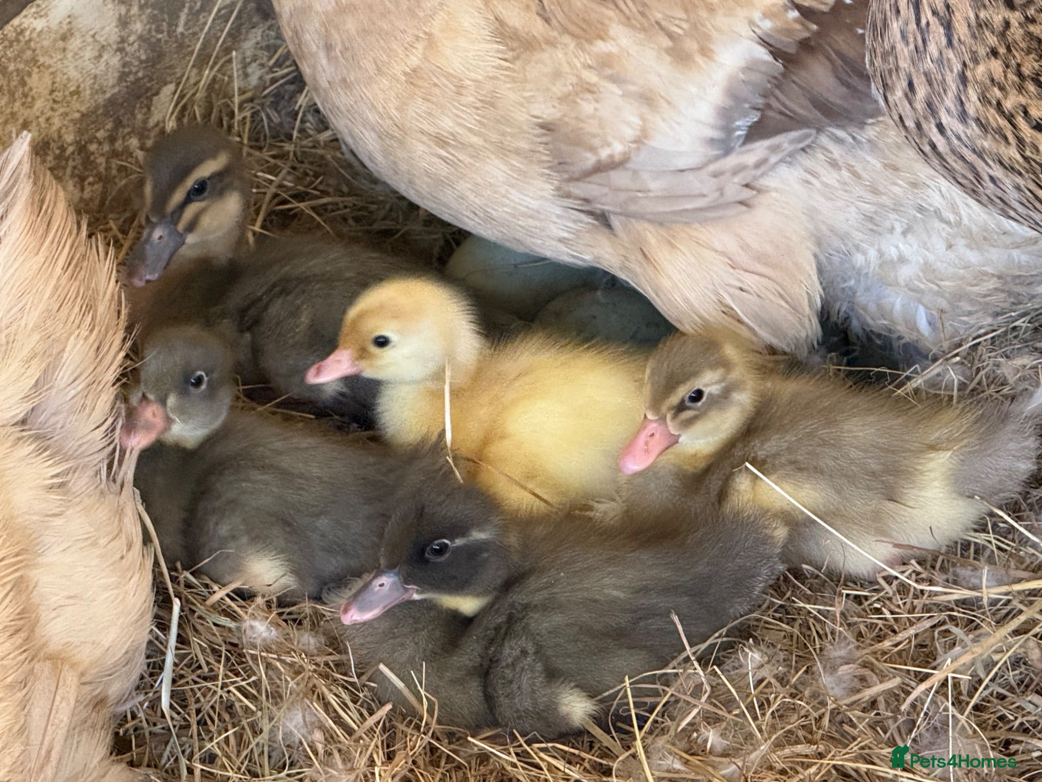 Ducks poultry Purebred Indian runner ducklings  - Advert 1