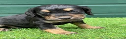 Cocker Spaniel dogs for sale: Stunning Cocker Spaniels Fully Health Tested - Advert 5