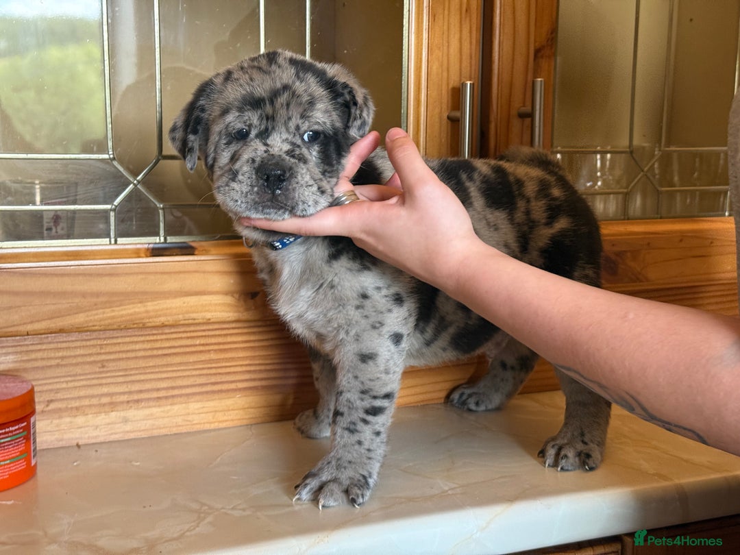 Mixed Breed dogs for sale: Chow chow x American bull dog  - Image 15