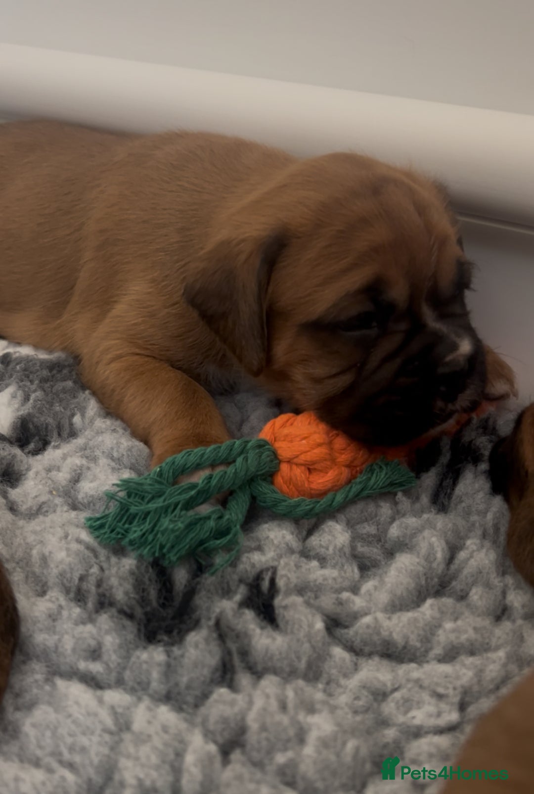 Boxer dogs for sale: KC bobtail pups heartscore 0, CHAMPION lines - Image 20