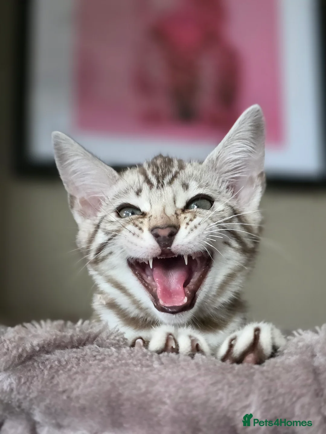Bengal cats for sale: ❄️Outstanding Silver Snow Bengal Kittens❄️ - Advert 3