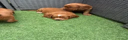 Cocker Spaniel dogs for sale: Red KC cocker spaniel puppies  - Advert 19