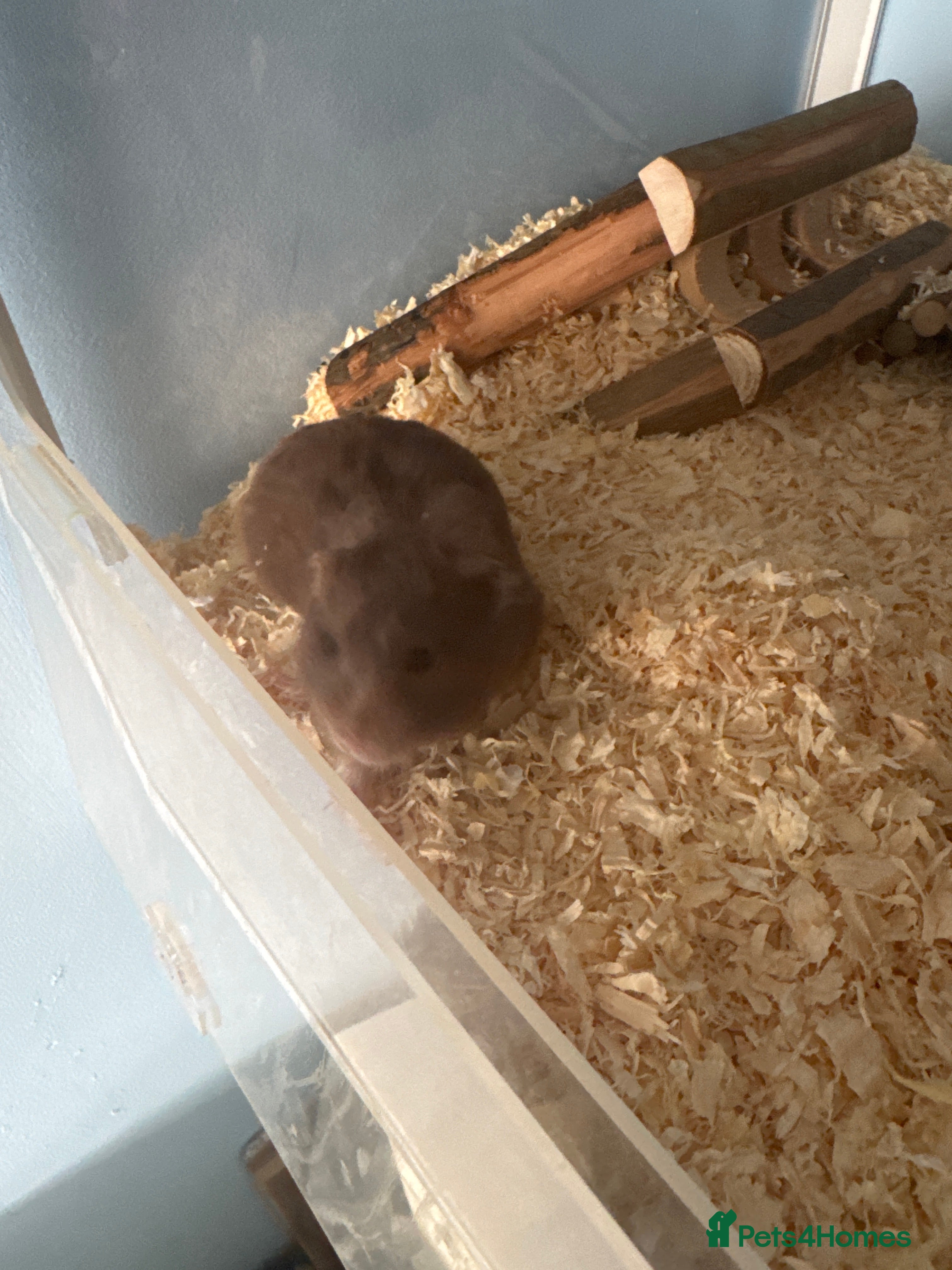 Hamster rodents Pickles the hamster  in Leatherhead - Advert 1