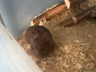 Hamster rodents Pickles the hamster in Leatherhead - Advert 1