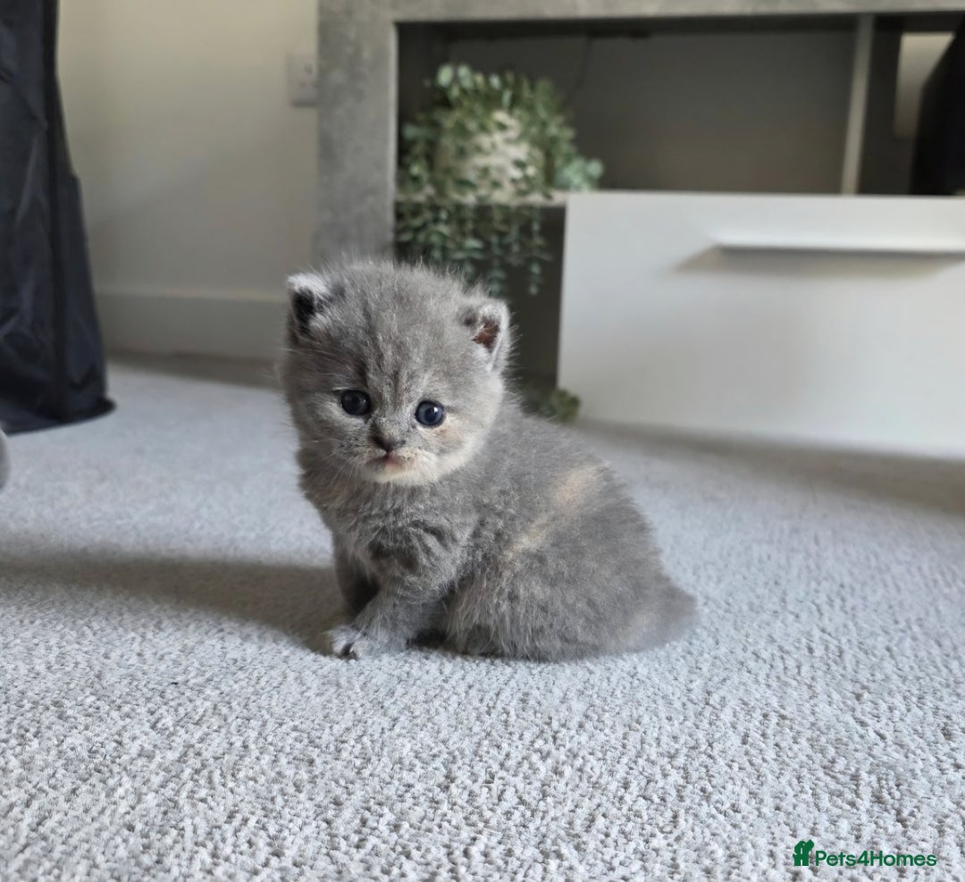 British Shorthair cats for sale: *READY NOW*Stunning bsh for sale (1 BOY 💙) - Image 6