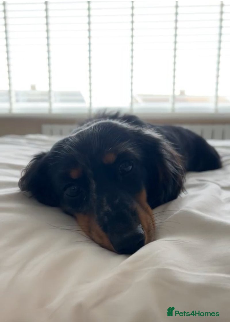 Miniature Dachshund dogs Long Haired miniature dachshund silver dapple - Advert 2