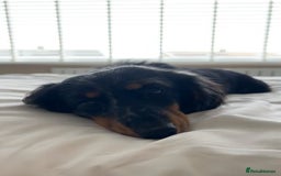 Miniature Dachshund dogs for stud: Long Haired miniature dachshund silver dapple - Image 1