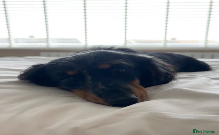 Miniature Dachshund dogs - Advert 2