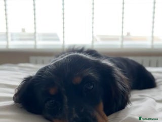 Miniature Dachshund dogs - Advert 5