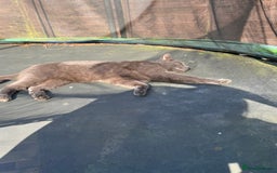 Mixed Breed cats for sale: Two cats need rehoming  - Image 2
