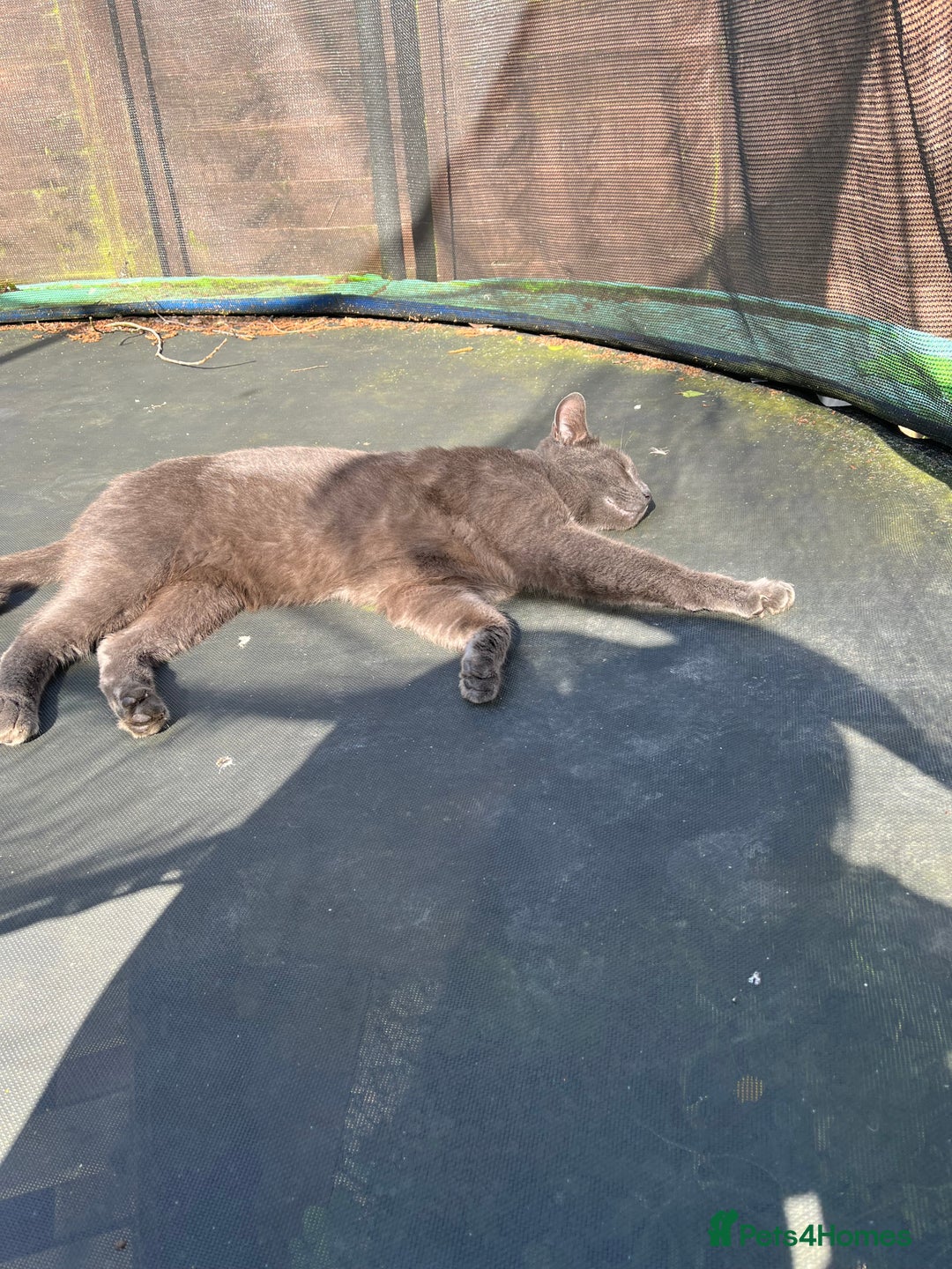 Mixed Breed cats for sale: Two cats need rehoming  - Image 2