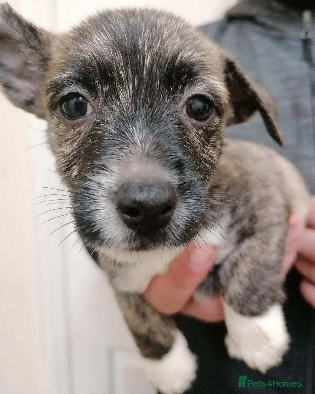 Mixed Breed dogs for sale: Stunning Westiejack Pups  - Advert 3