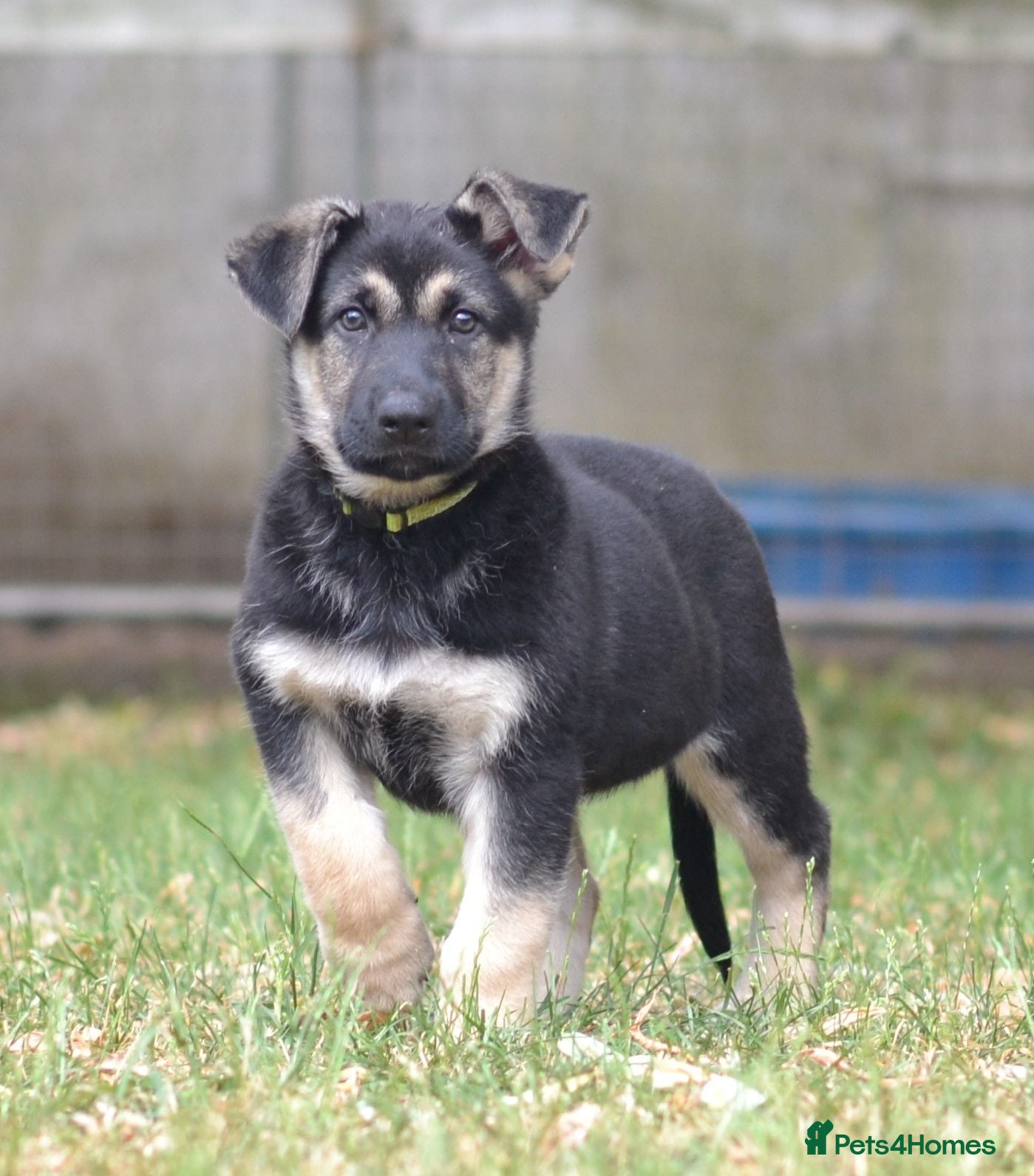 German Shepherd dogs ⭐ Rare East European Shepherd Puppies UK - Advert 2