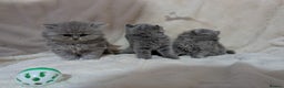 British Shorthair cats for sale: Beautiful British Shorthair kittens GCCF reg - Advert 4