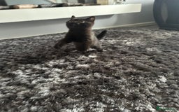 British Shorthair cats for sale: Gccf pedigree black little boy  - Image 20