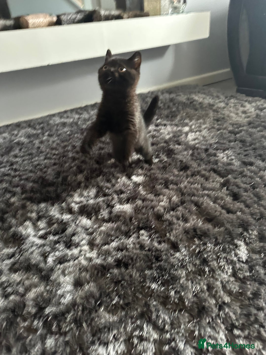 British Shorthair cats for sale: Gccf pedigree black little boy  - Image 20