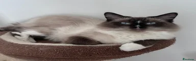 Ragdoll 1