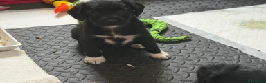 Mixed Breed Puppy 4