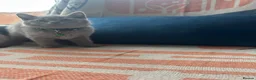 British Shorthair cats for sale: GCCF Registered 2 Kitties Left- Ready to Go - Advert 6