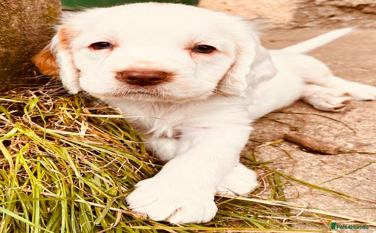 Clumber Spaniel dogs - Advert 1