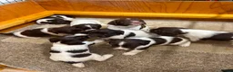 English Springer Spaniel dogs for sale: Beautiful English springer Spaniels  - Advert 10