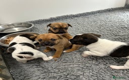 Mixed Breed dogs for sale: Jack Russell X Frenchie  - Image 8