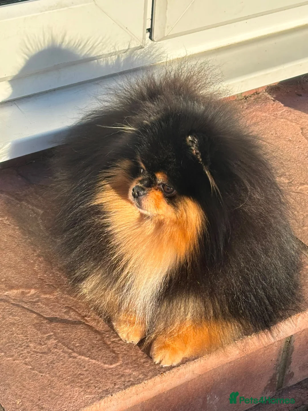Pomeranian dogs for stud: KC X-Small BLACK & TAN STUD Available - Advert 2
