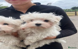 Maltese dogs for sale: Kc registered Maltese boys - Image 12