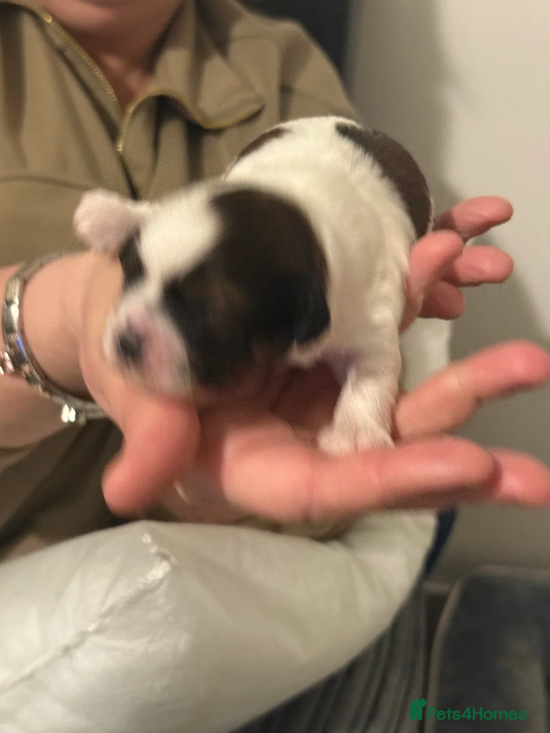 Shihpoo dogs for sale: 3x Shihpoo Male Puppies for sale - Advert 10