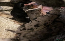 Mixed Breed dogs for sale: Border collie/Cocker Spaniel  - Image 23