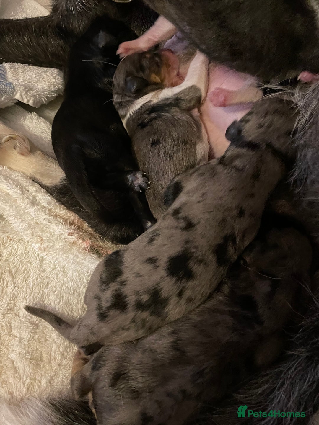 Mixed Breed dogs for sale: Border collie/Cocker Spaniel  - Image 23