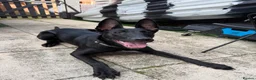 Belgian Shepherd Dog dogs for sale: Female Belgian Malinois  - Advert 2