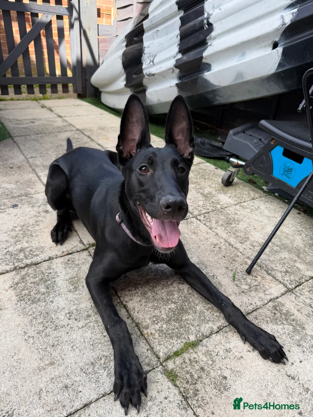 Belgian Shepherd Dog dogs for sale: Female Belgian Malinois  - Advert 2