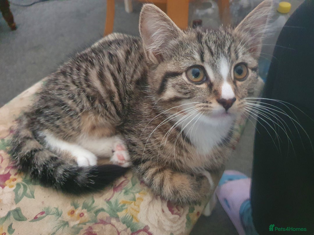 Mixed Breed cats for sale: The three musketeers are looking for new homes - Image 13