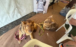 German Shepherd dogs for sale: Beautiful Isabella 10month old female  - Image 7