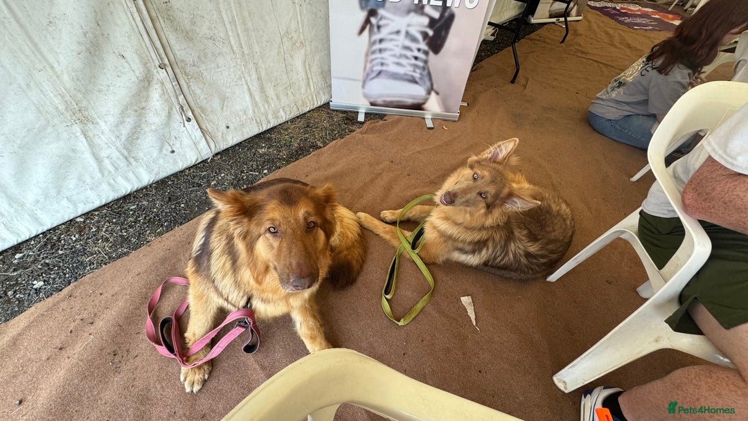 German Shepherd dogs for sale: Beautiful Isabella 10month old female  - Image 7