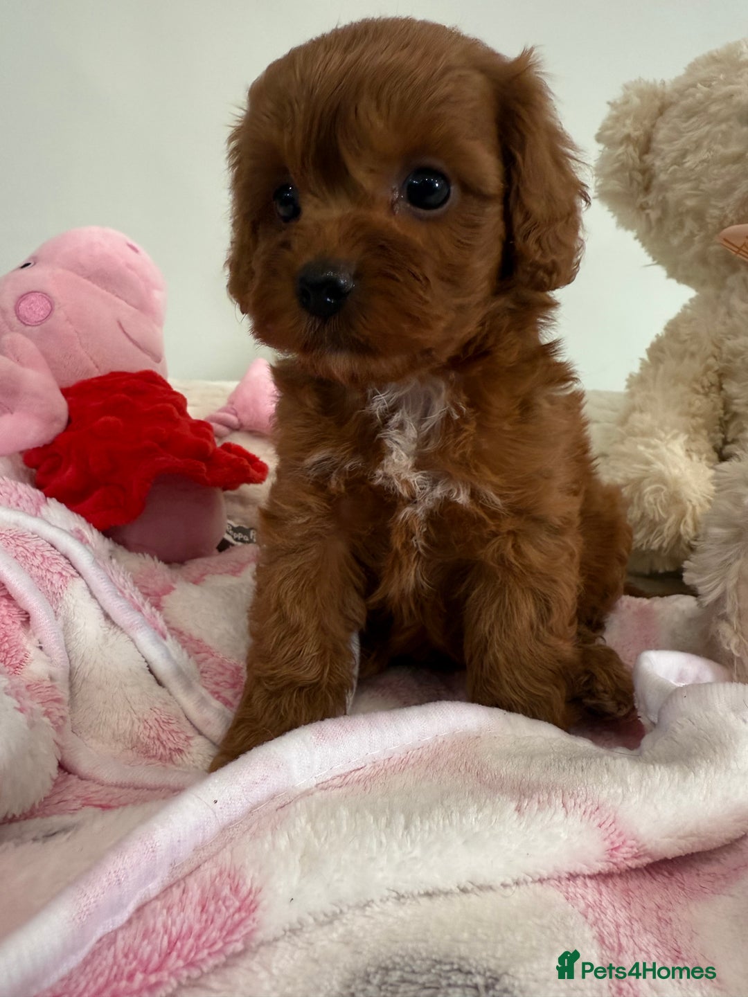 Cavapoo dogs for sale: Beautiful little girl.F1b fully DNA & health clear - Advert 4