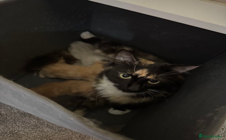 Domestic Shorthair cats - Advert 1