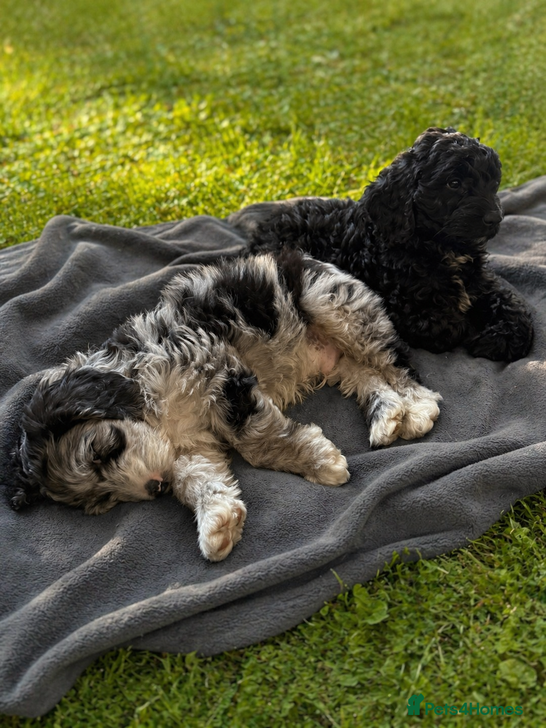 Australian Labradoodle dogs AUSTRALIAN LABRADOODLE  - Advert 8