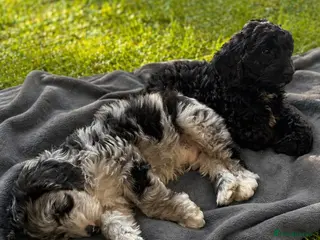 Australian Labradoodle dogs AUSTRALIAN LABRADOODLE - Advert 8