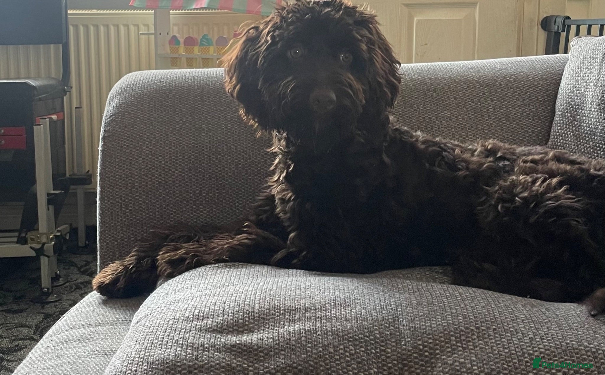Cockapoo dogs Cockapoo chocolate male  - Advert 2