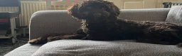 Cockapoo dogs for sale: Cockapoo chocolate male  - Advert 1