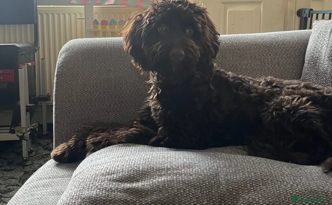 Cockapoo dogs for sale: Cockapoo chocolate male  - Advert 1