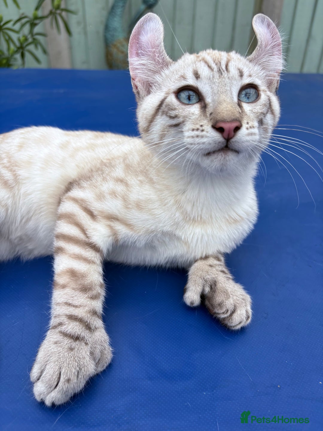 Keetso cats for sale: Breath taking polydactyl curled eared girl  - Image 19