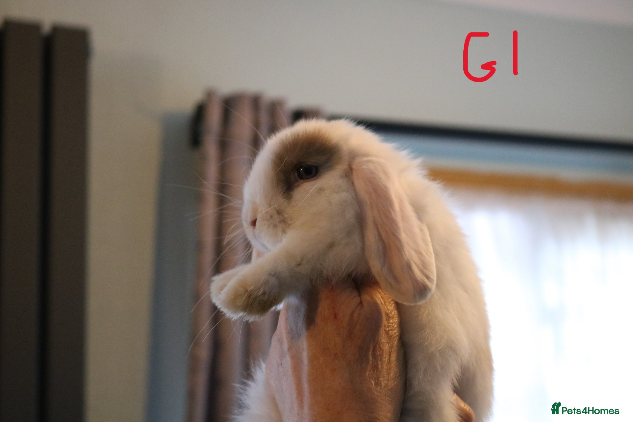Mini Lop rabbits Mini Lop babies - 1 Doe left - Advert 1