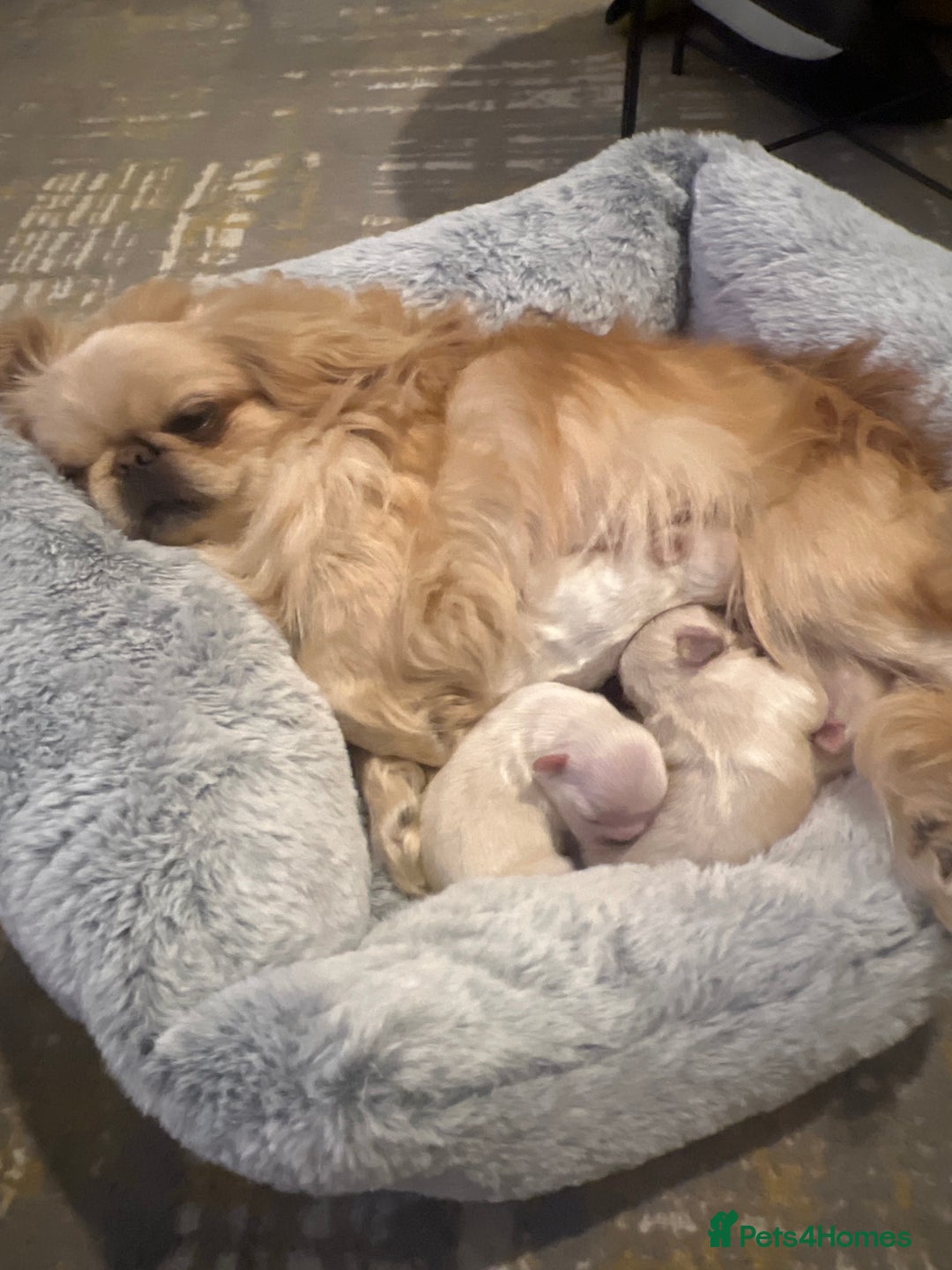 Pekingese dogs for sale: Lovely Pekingese puppies! 🐶❤️ - Image 2