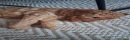 Mixed Breed dogs for sale: Beautiful Golden Cavadoodle Puppies for Sale. - Advert 7